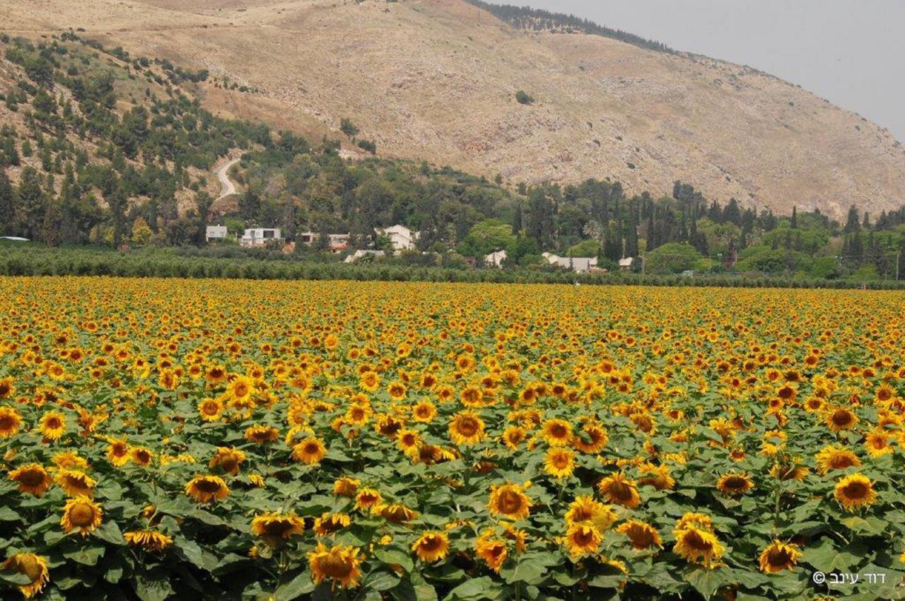 Bait Alfa Kibbutz Country Lodging Bet Alfa Ngoại thất bức ảnh